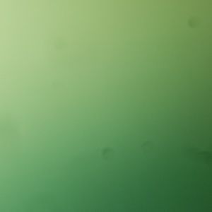 Meet your Posher, Kirsten burgess